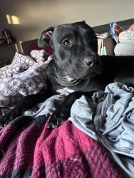 Lost Female Dog last seen Tropicana and eastern, Las Vegas, NV 89119