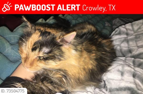 Lost Female Cat last seen Mesa vista neighborhood, Crowley, TX 76036
