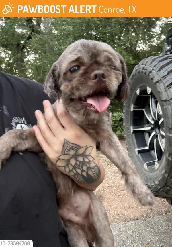 Found/Stray Male Dog last seen West Lewis & Lester, Conroe, TX 77301