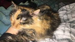 Lost Female Cat last seen Mesa vista neighborhood, Crowley, TX 76036