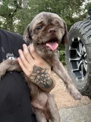 Found/Stray Male Dog last seen West Lewis & Lester, Conroe, TX 77301