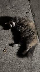 Found/Stray Unknown Cat last seen S Lowe st and w 28th st, Chicago, IL 60616
