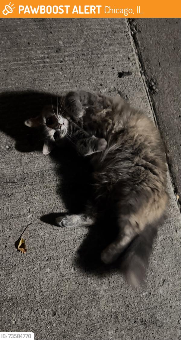 Found/Stray Unknown Cat last seen S Lowe st and w 28th st, Chicago, IL 60616