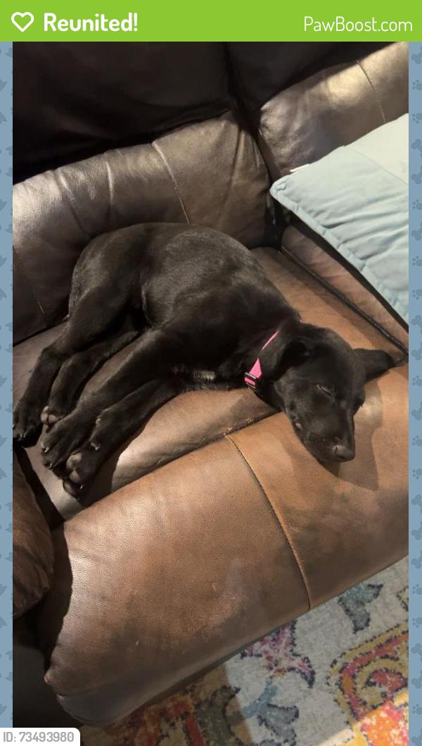 Reunited Female Dog last seen Flint Baptist Church, Smith County, TX 75762