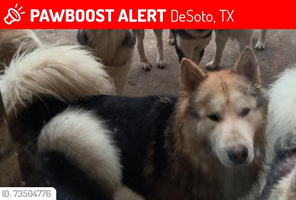 Lost Male Dog last seen Blue Bonnet & Snowy Orchid, DeSoto, TX 75115