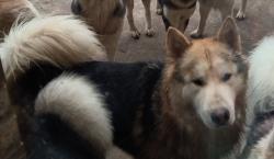 Lost Male Dog last seen Blue Bonnet & Snowy Orchid, DeSoto, TX 75115