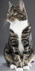 Reunited Male Cat last seen Altona forest, Pickering, ON L1L 0A6