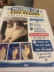Lost Male Cat last seen Revere place, Martinez, GA 30907