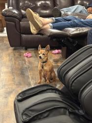 Lost Male Dog last seen enloe rd cemetery, Porter, TX 77365