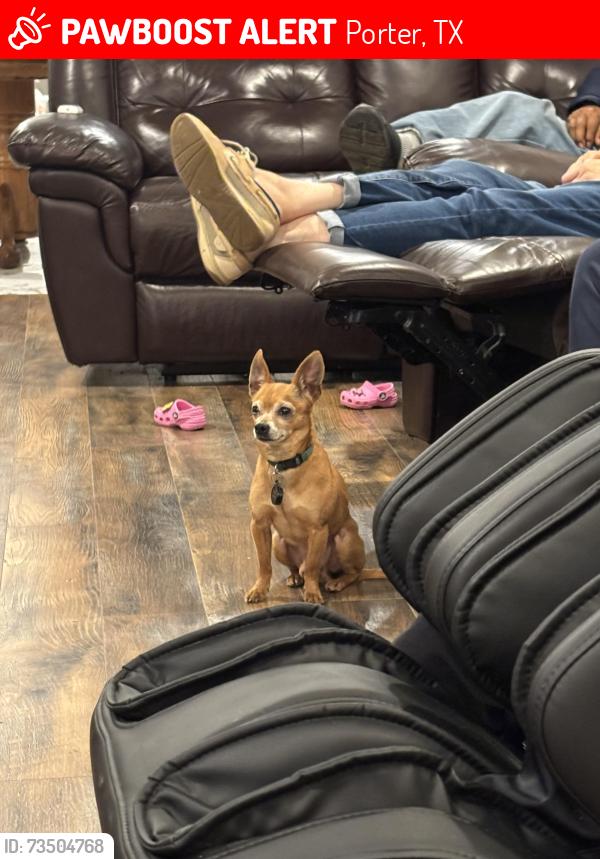 Lost Male Dog last seen enloe rd cemetery, Porter, TX 77365