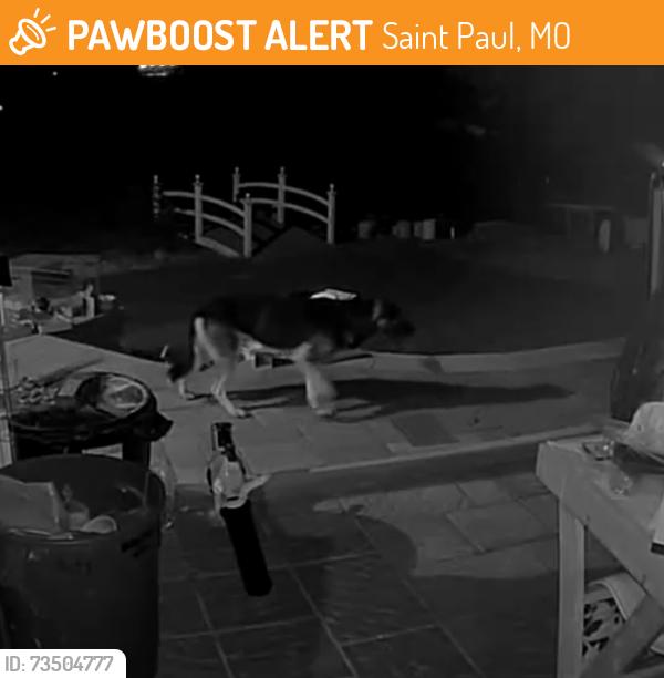 Found/Stray Unknown Dog last seen Neighborhood on Hwy P and St Paul Rd, Saint Paul, MO 63366