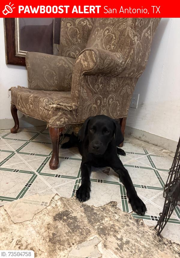 Lost Male Dog last seen Rainbow hills park, San Antonio, TX 78227