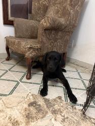 Lost Male Dog last seen Rainbow hills park, San Antonio, TX 78227