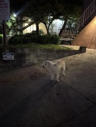 Found/Stray Male Dog last seen Oak knolls, Oakland, CA 94605