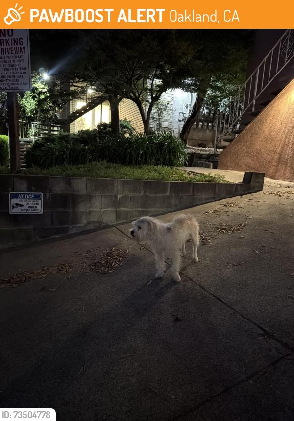 Found/Stray Male Dog last seen Oak knolls, Oakland, CA 94605