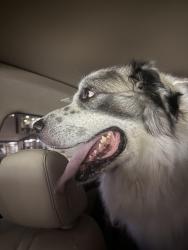 Reunited Unknown Dog last seen Huntley and Gaston, Dallas, TX 75214