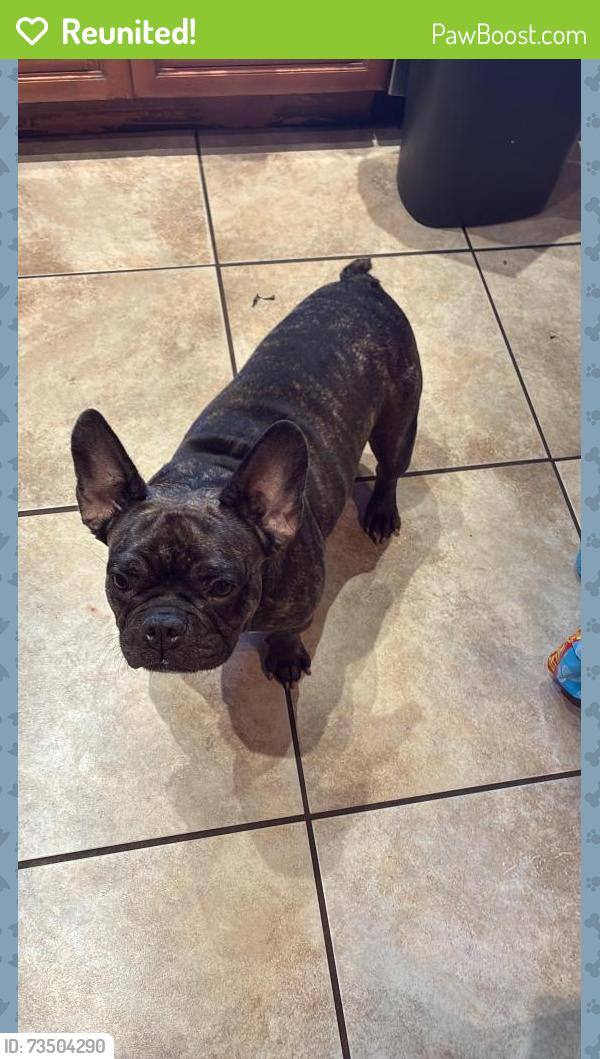 Reunited Male Dog last seen Harding St & N 22nd Ave, Hollywood, FL 33020