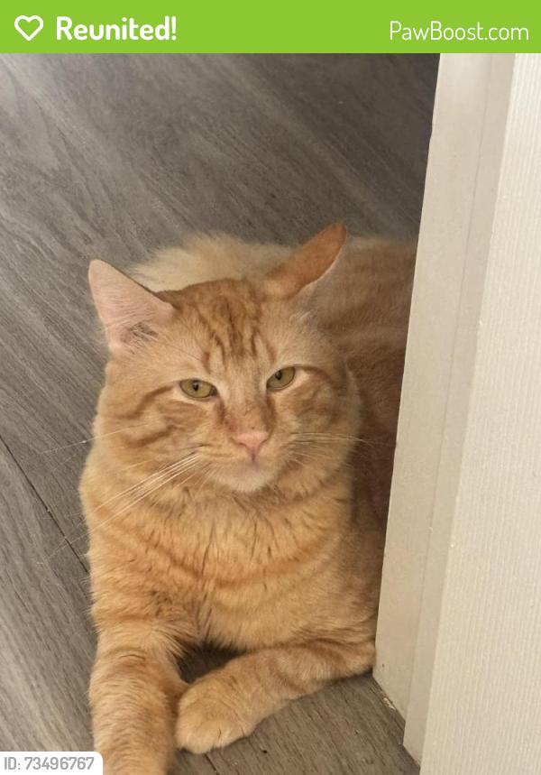Reunited Male Cat last seen Dale Blvd, Kirkdale Dr, Dale City, VA 22193