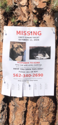Reunited Female Dog last seen rindge lane, redondo beach, Redondo Beach, CA 90278