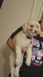 Reunited Female Dog last seen Smoke shop on Capitol and Atkinson, Milwaukee, WI 53206