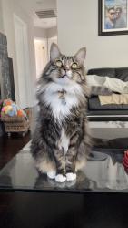 Lost Male Cat last seen Yerba Buena Rd., Santa Rosa, CA 95409