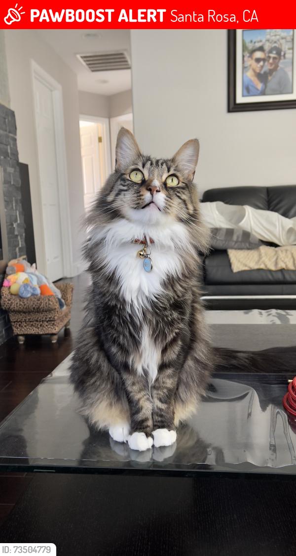 Lost Male Cat last seen Yerba Buena Rd., Santa Rosa, CA 95409