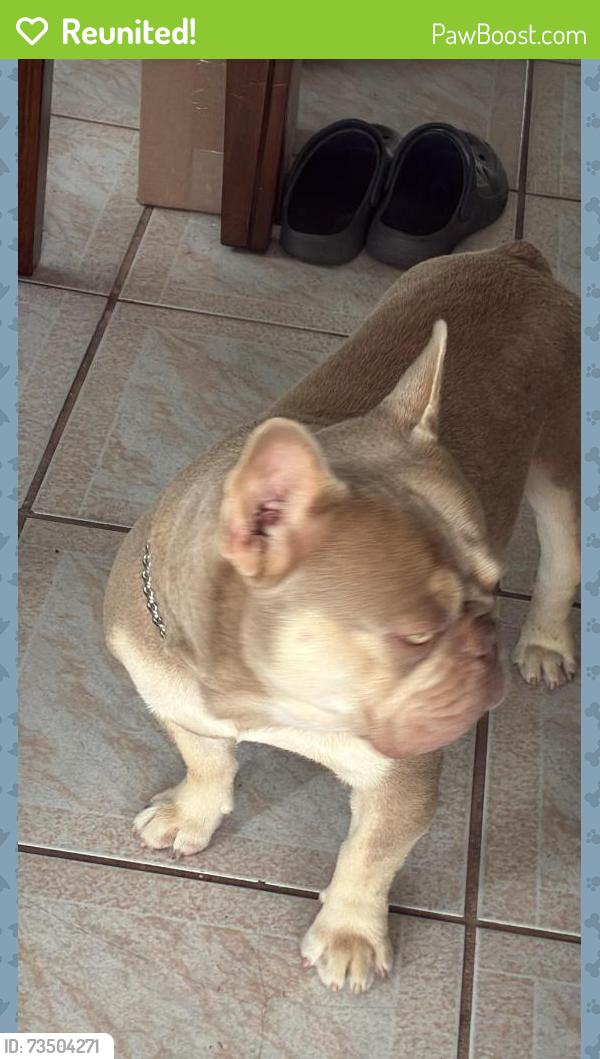 Reunited Male Dog last seen Harding St & N 22nd Ave, Hollywood, FL 33020