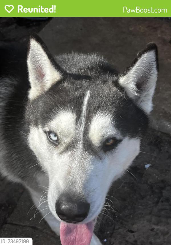 Reunited Male Dog last seen Near Newsom Rd and Las Brisas De, Mesquite, TX 75149