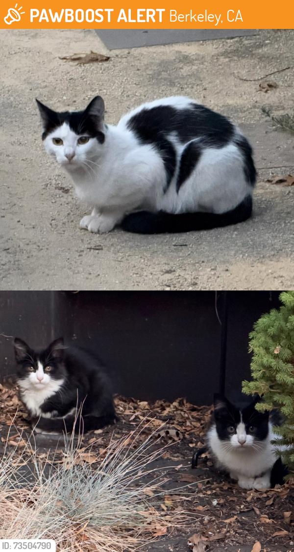Found/Stray Unknown Cat last seen Near George Florence Park, Berkeley, CA 94702