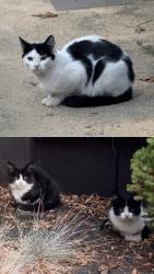Found/Stray Unknown Cat last seen Near George Florence Park, Berkeley, CA 94702
