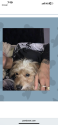 Lost Male Dog last seen Melvin ave and Corbin, Los Angeles, CA 91324