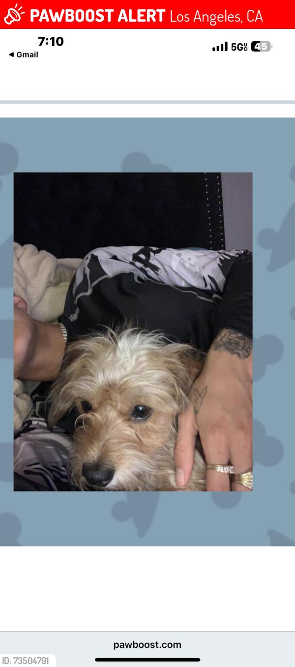 Lost Male Dog last seen Melvin ave and Corbin, Los Angeles, CA 91324