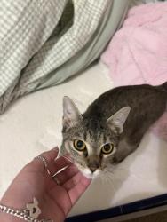 Lost Female Cat last seen Stafford post office, Stafford, TX 77477