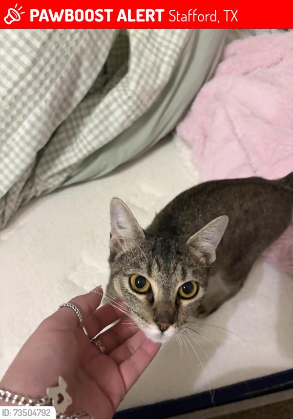 Lost Female Cat last seen Stafford post office, Stafford, TX 77477