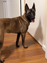Reunited Female Dog last seen Near the freeway entrance, Los Angeles, CA 91367