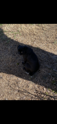 Reunited Female Dog last seen Near block of parkside and cottage, Richmond, VA 23228