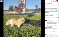 Reunited Male Dog last seen MLK drive dolton Illinois, Dolton, IL 60419