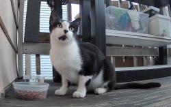 Found/Stray Unknown Cat last seen Lowe St, Norwalk, CT, Norwalk, CT 06854