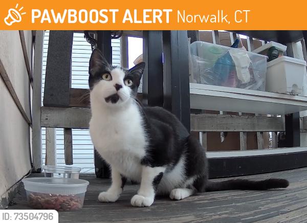 Found/Stray Unknown Cat last seen Lowe St, Norwalk, CT, Norwalk, CT 06854