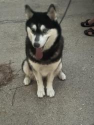 Found/Stray Female Dog last seen Lakewood Crossing Park, Houston, TX 77070