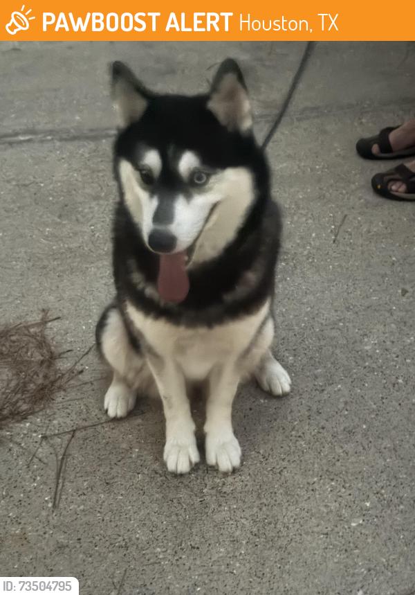 Found/Stray Female Dog last seen Lakewood Crossing Park, Houston, TX 77070