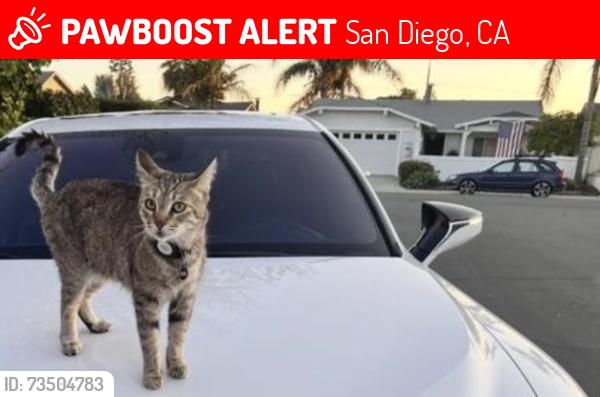 Lost Female Cat last seen Steinbeck avenue, San Diego, CA 92122