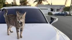 Lost Female Cat last seen Steinbeck avenue, San Diego, CA 92122