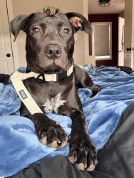 Found/Stray Female Dog last seen Tulsa State Fair, Tulsa, OK 74112