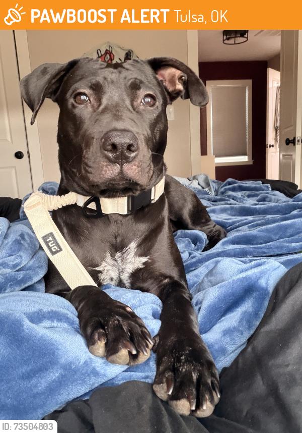 Found/Stray Female Dog last seen Tulsa State Fair, Tulsa, OK 74112