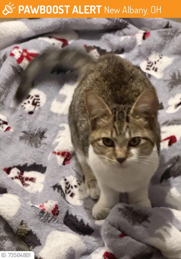 Found/Stray Unknown Cat last seen Near Fodor Road, Nee Albany, OH, New Albany, OH 43054