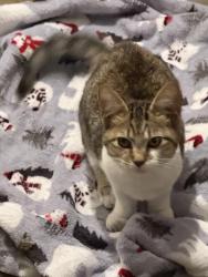 Found/Stray Unknown Cat last seen Near Fodor Road, Nee Albany, OH, New Albany, OH 43054