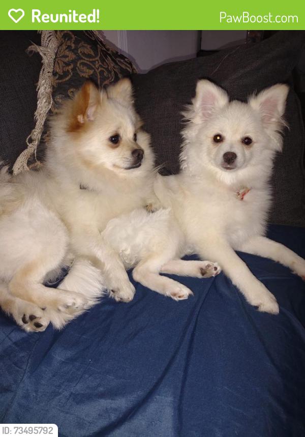 Reunited Unknown Dog last seen Camanche, Stockton, CA 95207