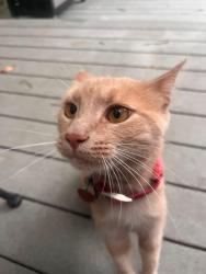 Reunited Female Cat last seen Near lytle st, Greer, SC 29650