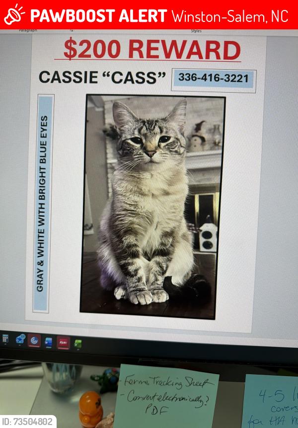 Lost Female Cat last seen Cliffside Drive, Winston-Salem, NC 27040